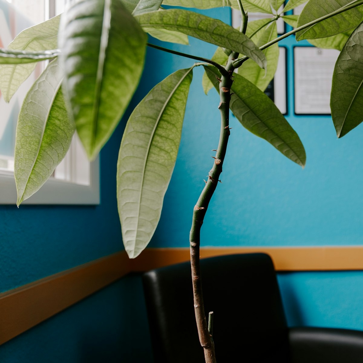 A calm, welcoming clinic space with natural light and greenery